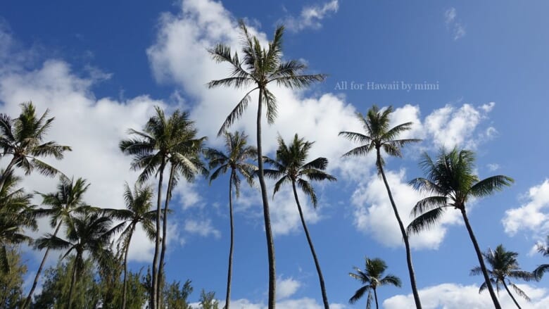 【4月12日現在】ハワイ・オアフ島で規制緩和計画がTier3（第3段階）に留まる