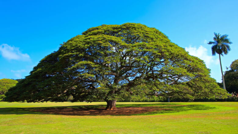 日立のCM「この木なんの木♪」で有名なハワイのモンキーポッド