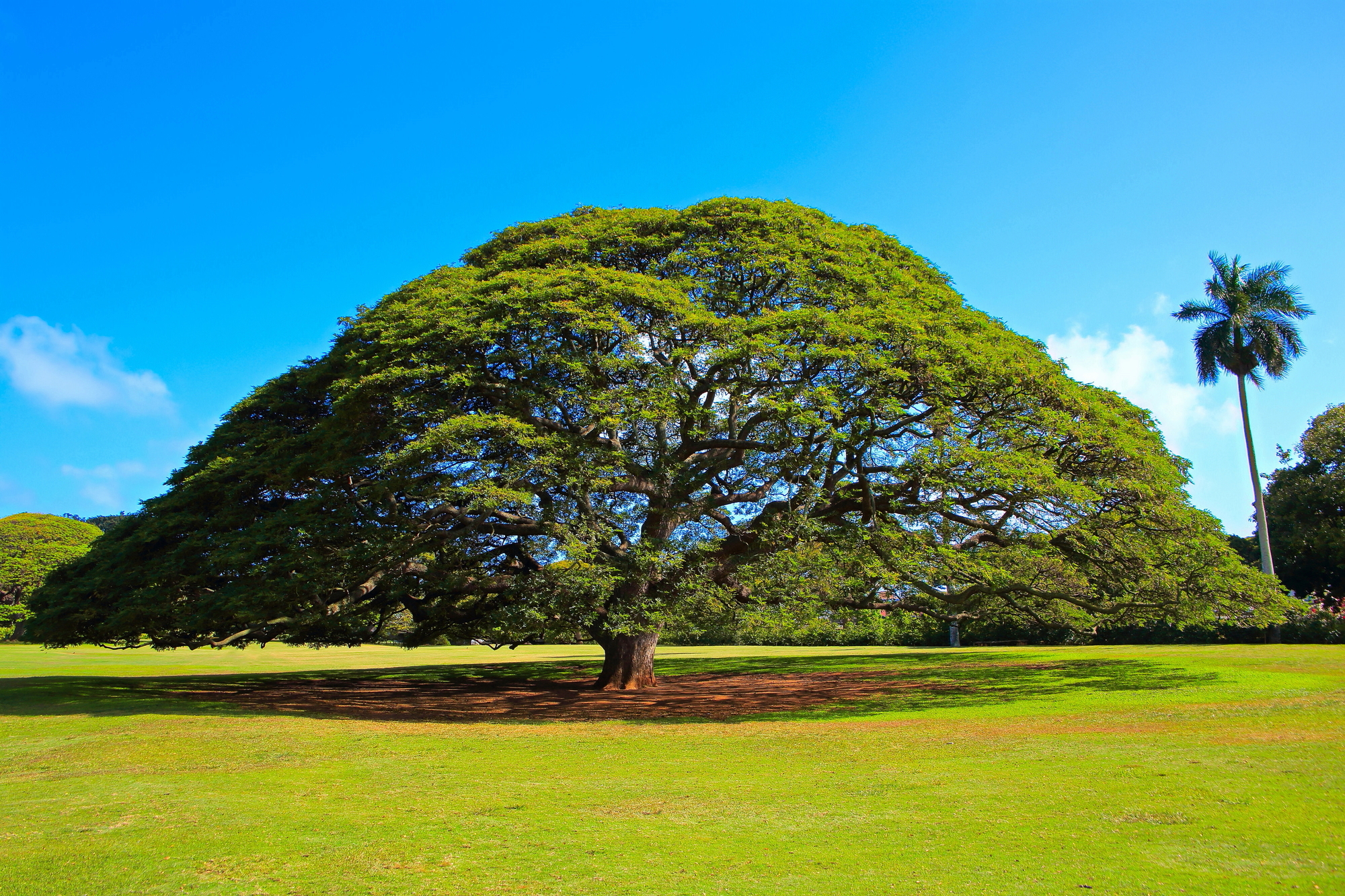 日立のcm この木なんの木 で有名なハワイのモンキーポッド ハワイの最新情報をお届け Lanilani