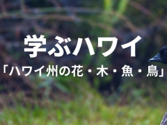 【学ぶハワイ】ハワイ州の花・木・鳥・魚とは？
