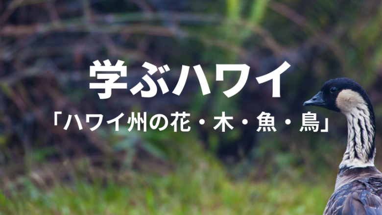 【学ぶハワイ】ハワイ州の花・木・鳥・魚とは?