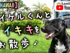 【4K HAWAII】犬好き必見！癒しのマイケルくんとワイキキの街をお散歩♪