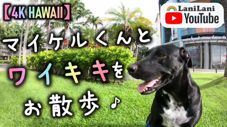 【4K HAWAII】犬好き必見！癒しのマイケルくんとワイキキの街をお散歩♪