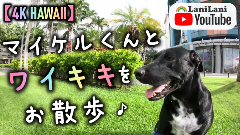 【4K HAWAII】犬好き必見！癒しのマイケルくんとワイキキの街をお散歩♪