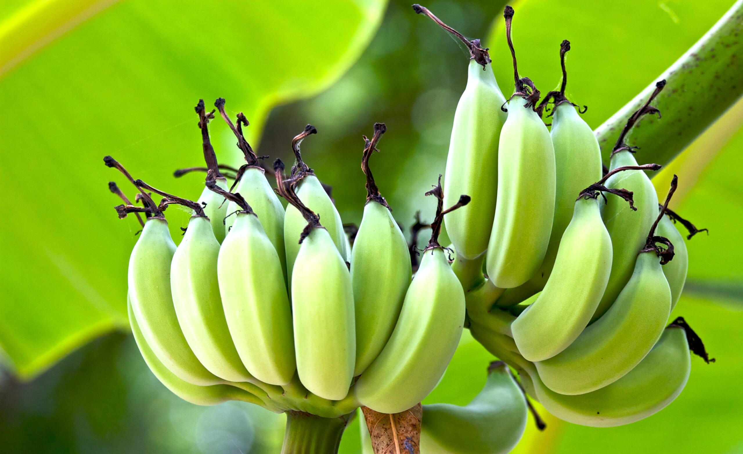 banana_hawaii