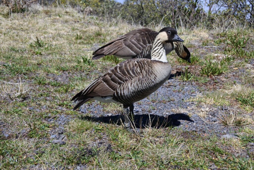 ハワイで出会える可愛い鳥たち ハワイの最新情報をお届け Lanilani