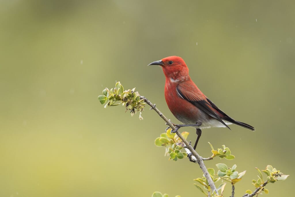 ハワイで出会える可愛い鳥たち ハワイの最新情報をお届け Lanilani