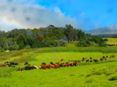 ハワイのカウボーイの町！？マウイ島にあるパニオロタウン「マカワオ」をご紹介