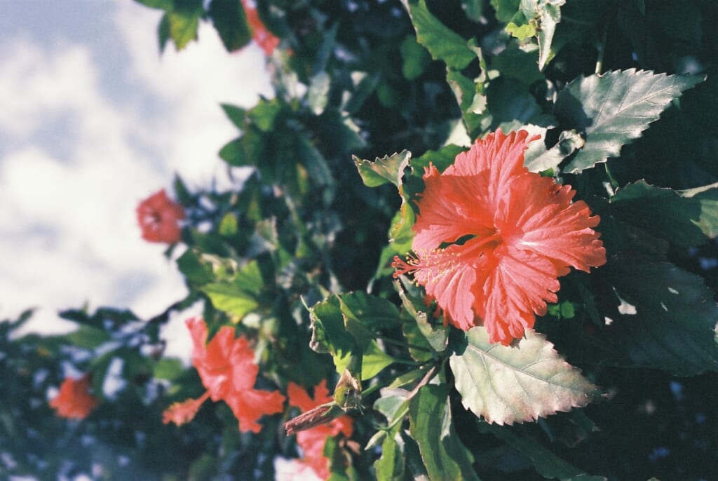 hibiscus