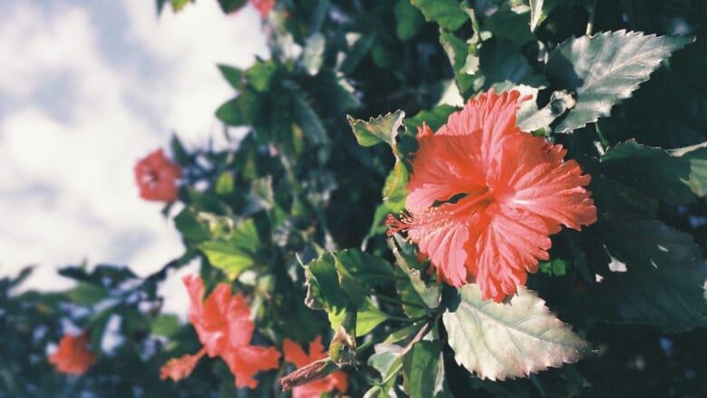 実は全部外来種 ハワイで有名な植物の歴史を学ぼう ハワイの最新情報をお届け Lanilani