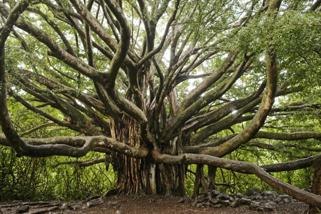 ハワイのシンボル的な木 バニヤンツリー Banyan Tree とは ハワイの最新情報をお届け Lanilani
