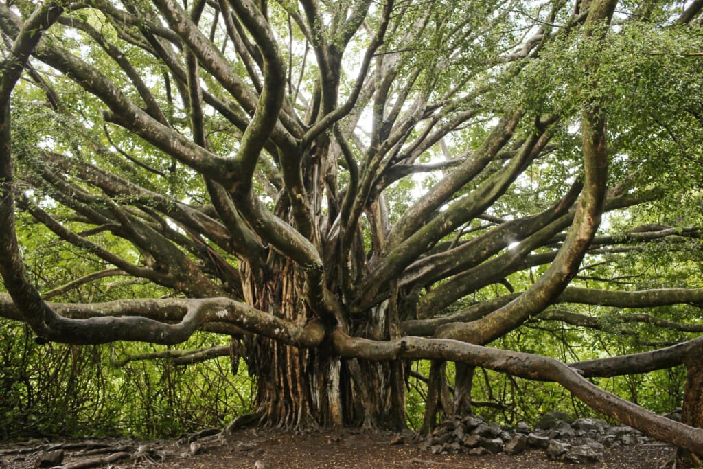 banyan