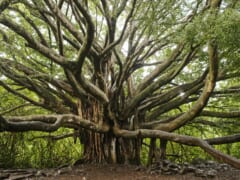 ハワイのシンボル的な木「バニヤンツリー／Banyan Tree」とは？