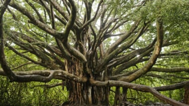 ハワイのシンボル的な木「バニヤンツリー／Banyan Tree」とは？