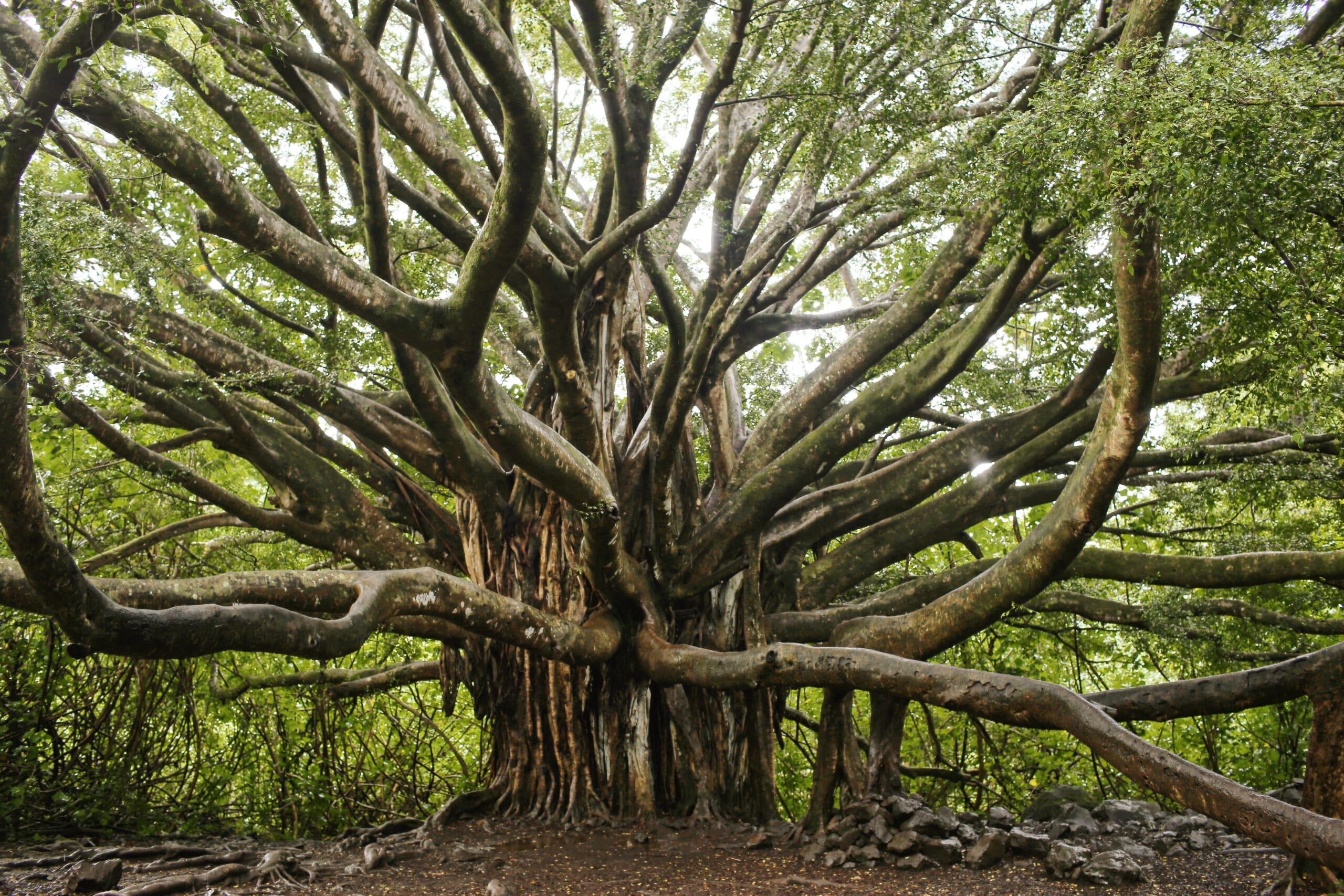 ハワイのシンボル的な木「バニヤンツリー／Banyan Tree」とは