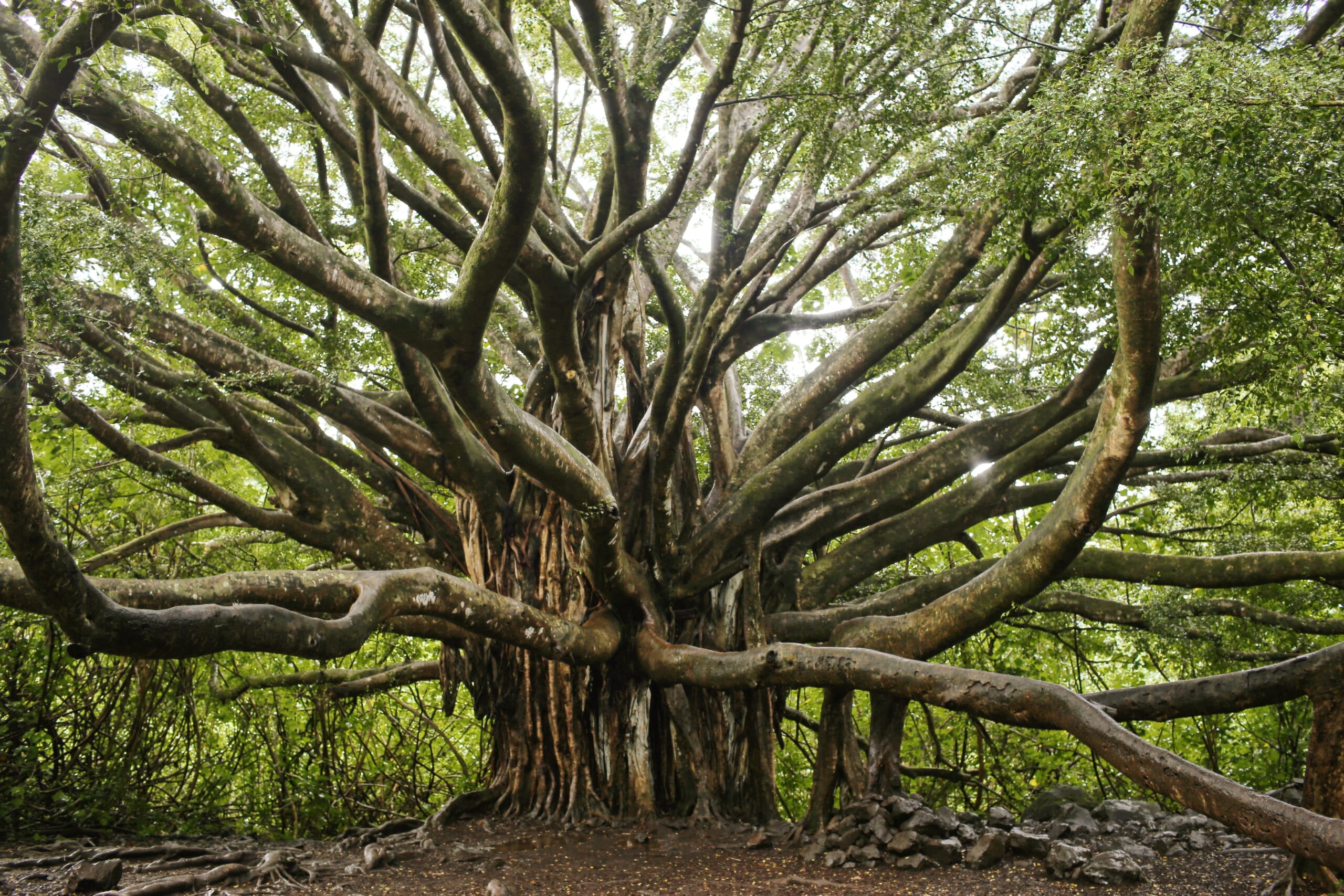 ハワイのシンボル的な木「バニヤンツリー/Banyan Tree」とは ハワイのシンボル的な木「バニヤンツリー/Banyan Tree」とは