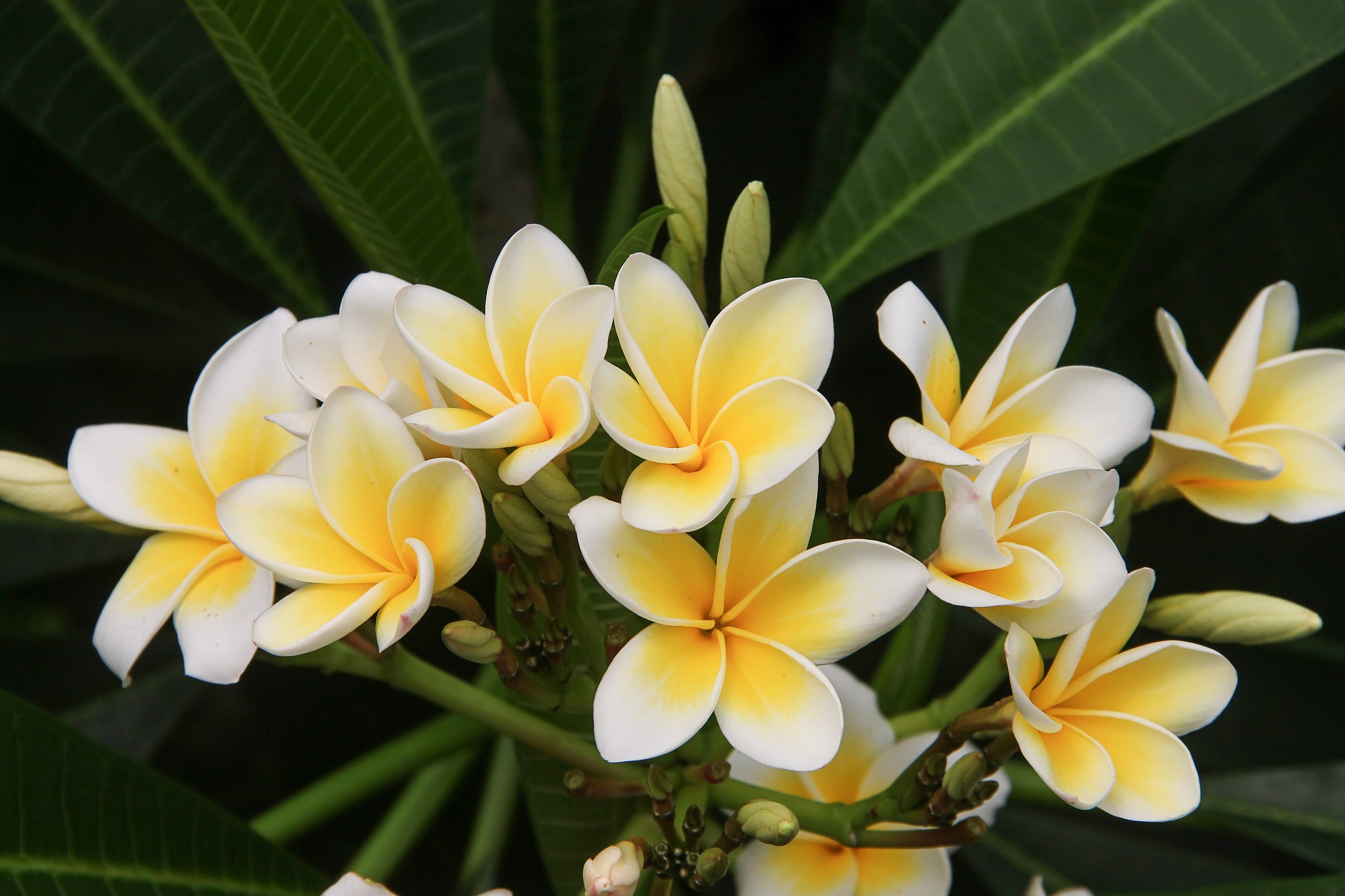 plumeria