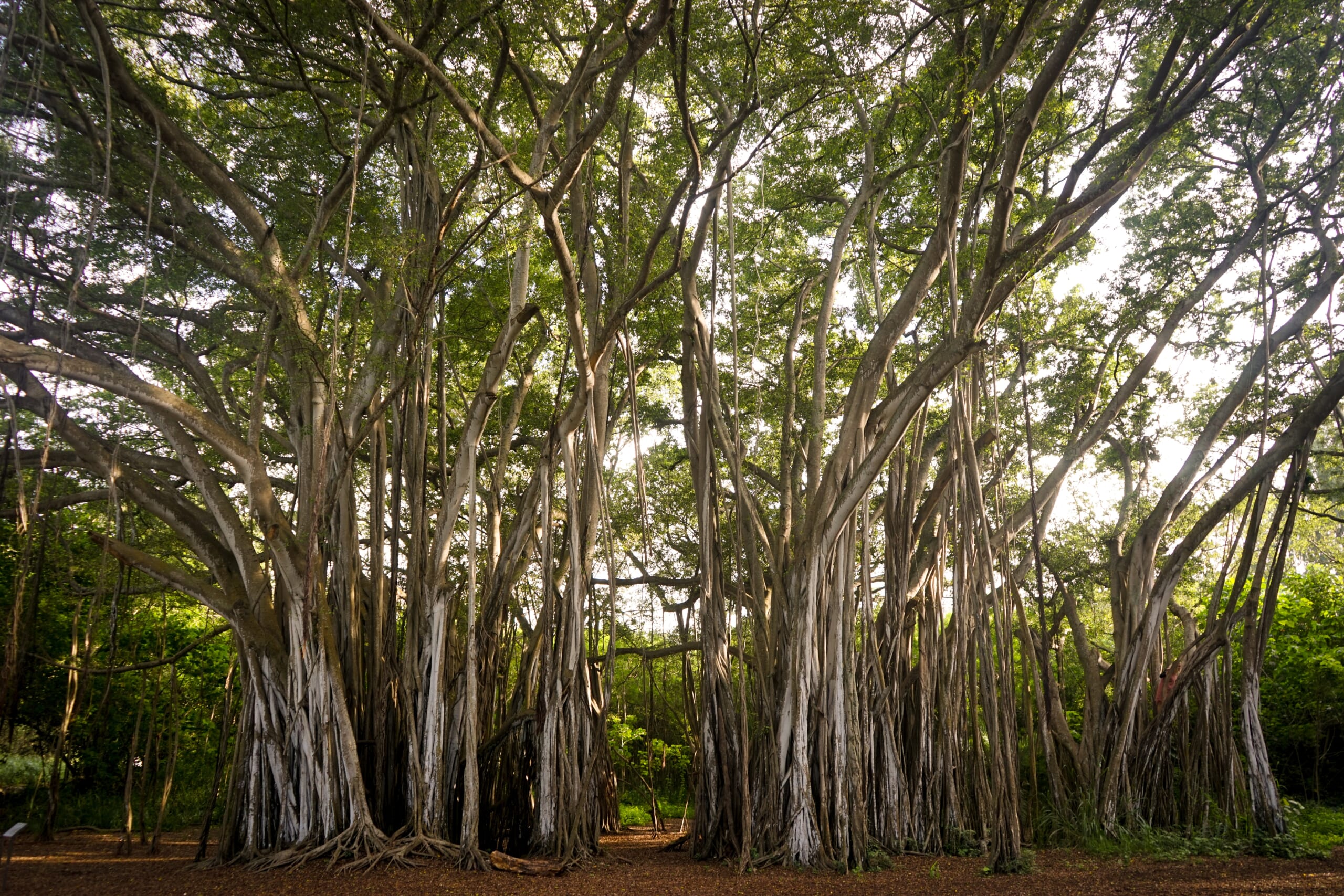 banyan