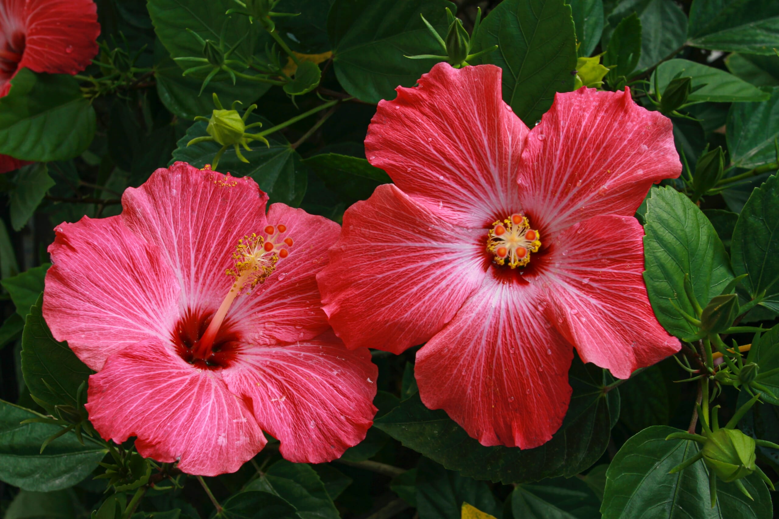 実は全部外来種 ハワイで有名な植物の歴史を学ぼう ハワイの最新情報をお届け Lanilani