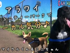 【4K HAWAII】アラワイコミュニティーパークでローカル気分！マイケルくん&ミニちゃんと公園へお出かけ♪