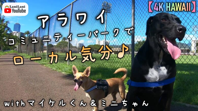 【4K HAWAII】アラワイコミュニティーパークでローカル気分!マイケルくん&ミニちゃんと公園へお出かけ♪