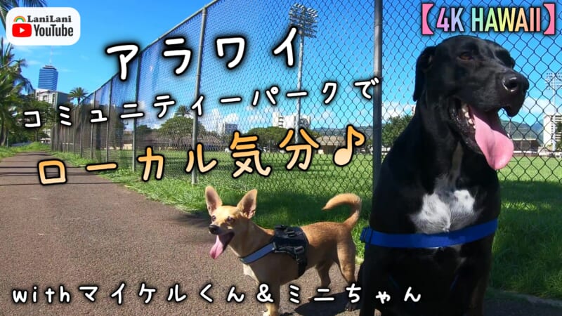 【4K HAWAII】アラワイコミュニティーパークでローカル気分！マイケルくん&ミニちゃんと公園へお出かけ♪