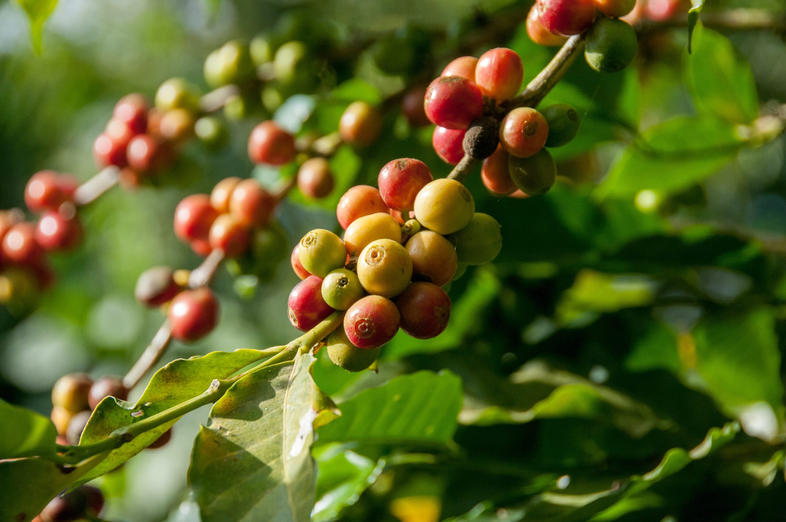 coffee plant