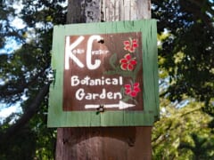 プルメリアがたくさん咲いている植物園「ココ・クレーター・ボタニカル・ガーデン／ Koko Crater Botanical Garden」