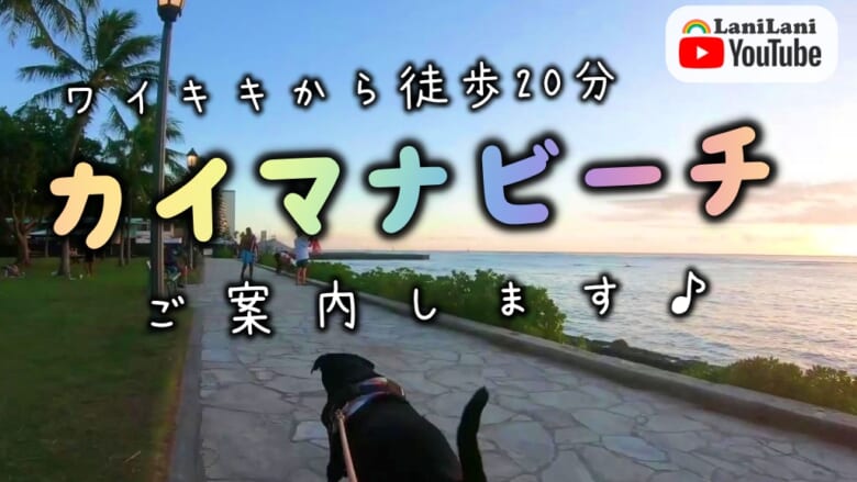 【4K HAWAII】癒されること間違いなし♪マイケルとミニと一緒に夕暮れどきのカイマナビーチをお散歩