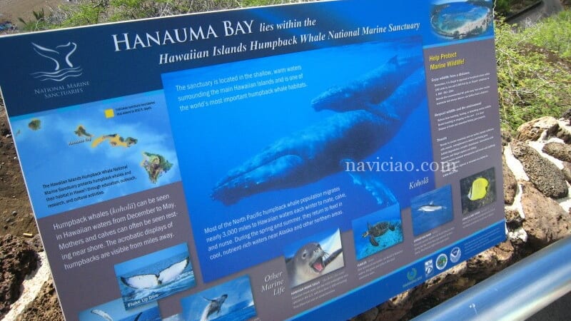 【7月4日現在】ハワイ・ハナウマ湾の入場料再値上げ！オンライン予約システムも開始