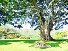 【ハワイ現地から】ハワイ大神宮でお参りの後は、「ヌアヌバレーパーク／Nu’uanu Valley Park」でパワーチャージ！