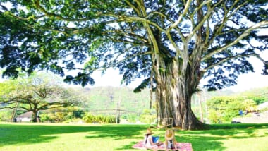 【ハワイ現地から】ハワイ大神宮でお参りの後は、「ヌアヌバレーパーク／Nu’uanu Valley Park」でパワーチャージ！