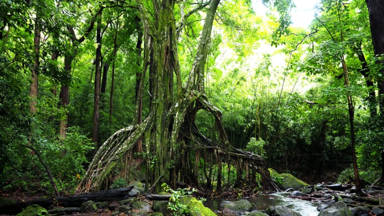 【在住者レポート】オアフ島にある妖精の森「ジャッド・トレイル ／Judd Trail」を楽しもう！