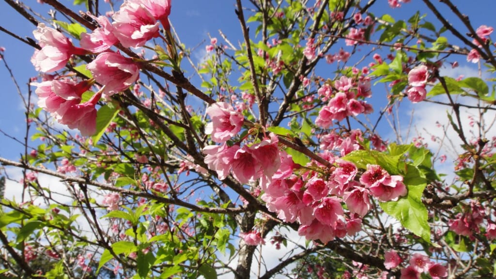 ワヒアワの桜アイキャッチ