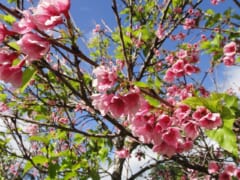 【在住者レポート】今年もハワイのワヒアワ地区に桜の季節がやってきた！ハワイで過ごすお花見パーティーの様子もお届け
