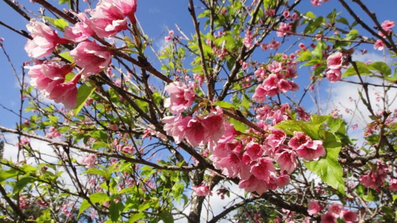 【在住者レポート】今年もハワイのワヒアワ地区に桜の季節がやってきた！ハワイで過ごすお花見パーティーの様子もお届け