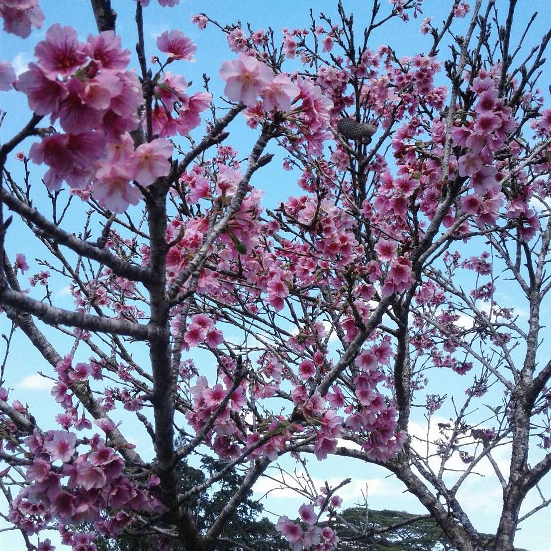 桜の写真