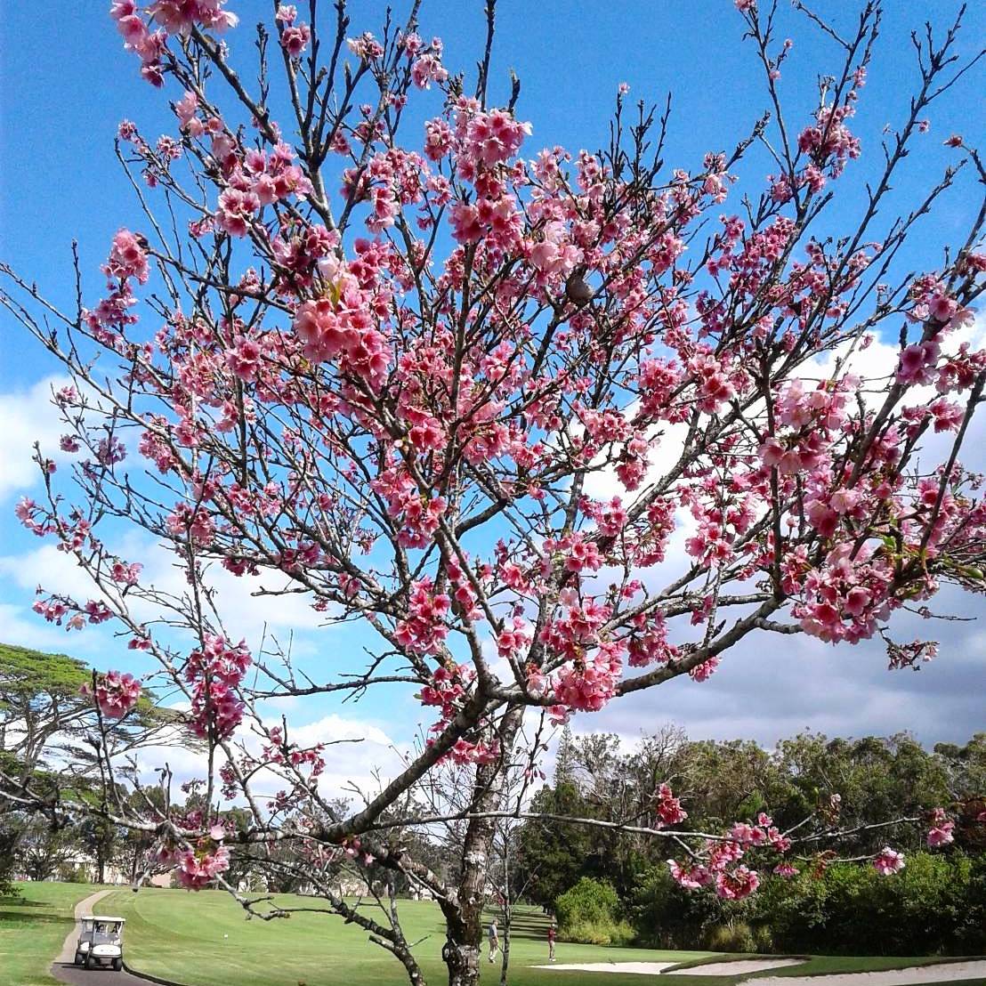 ゴルフ場の桜