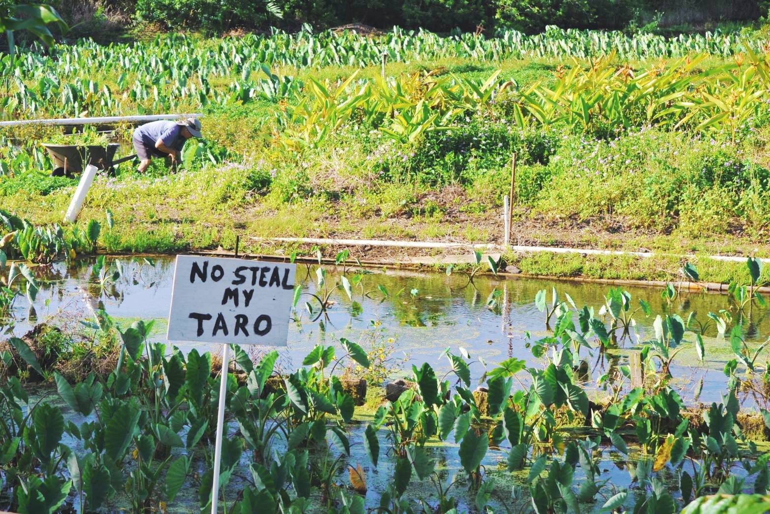 23タロイモ畑