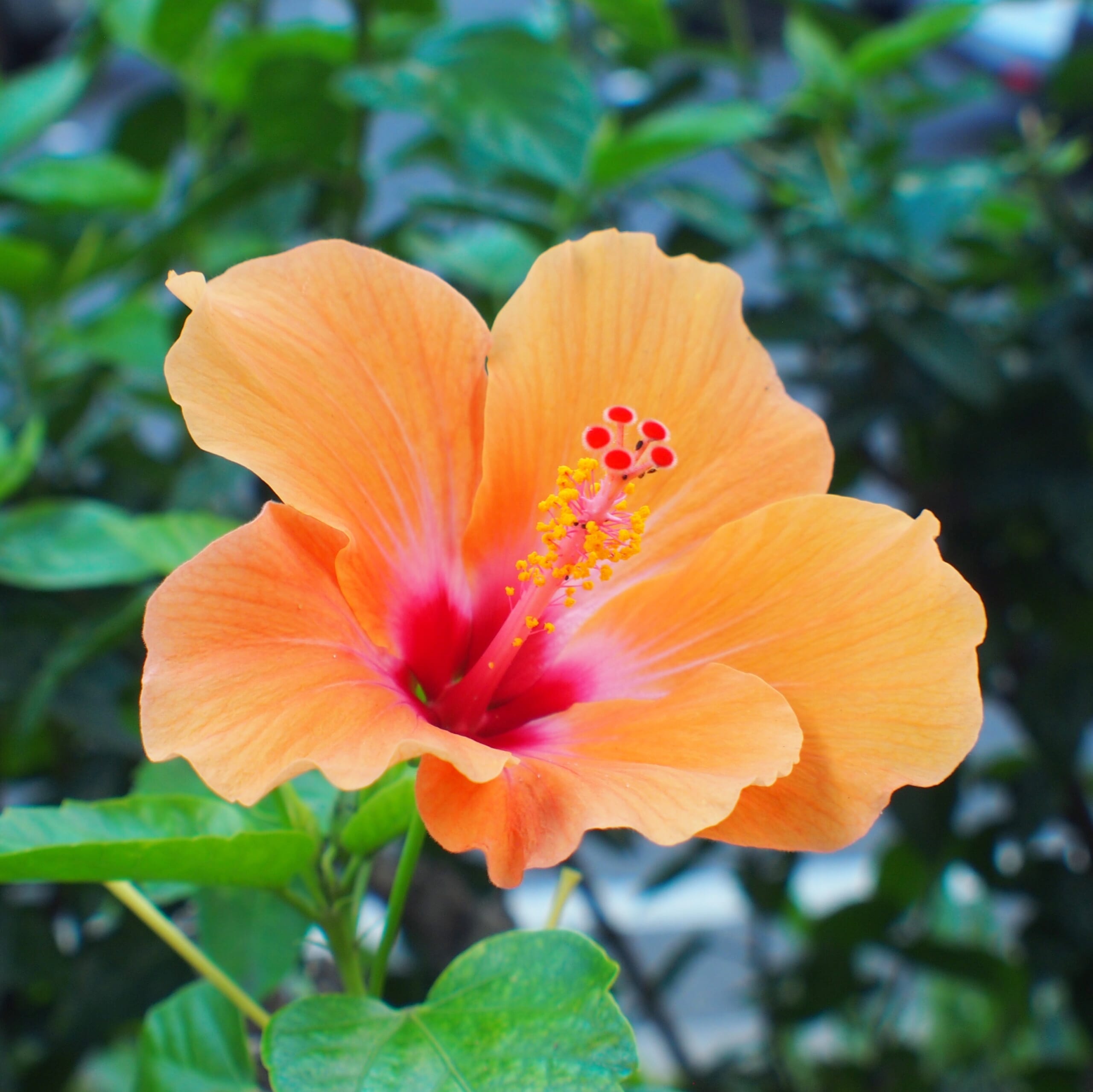 orangehibiscus