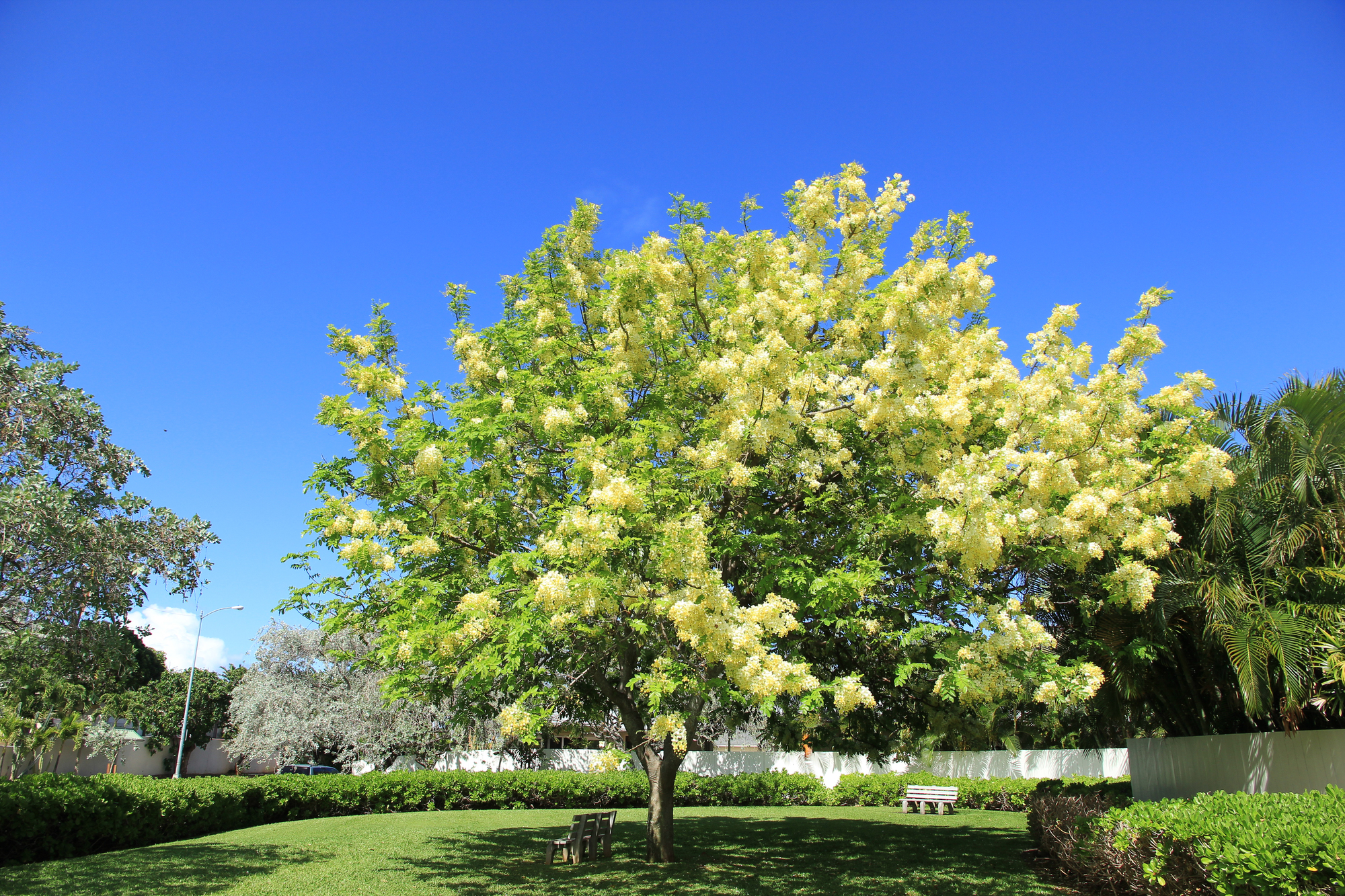 showertree