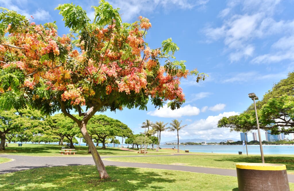 showertree