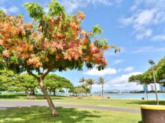 ハワイで季節を感じられる♪ハワイの「シャワーツリー」についてもっと知ろう