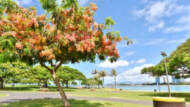 ハワイで季節を感じられる♪ハワイの「シャワーツリー」についてもっと知ろう