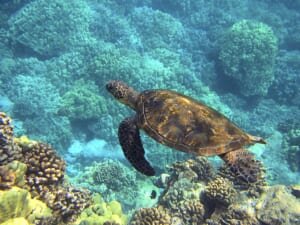 sea-turtle-547162_1920