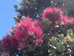 オヒア・レフアの樹がハワイ州の固有樹に！その伝説と日本での育て方もご紹介