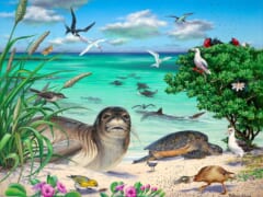 【徹底解説】一度は行くべき！ハワイ州ふたつめの世界遺産「パパハーナウモクアーケア／Papahanaumokuakea Marine National Monument」