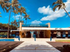 【7月26日現在】ワイキキ水族館が営業再開！ YouTubeのライブ配信にも要注目♪