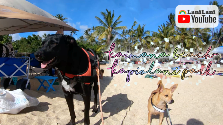 【4K HAWAII】カイマナビーチからカピオラニパークまでご案内します!マイケルくんとミニちゃんとハワイでお散歩♪