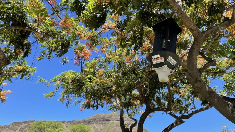 【徹底解説】ハワイの木にぶら下がっている黒い箱ってなに？カブトムシとの関係性をご紹介！